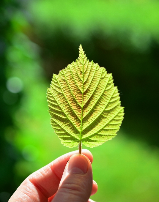 Ręka drzewo natura oddział