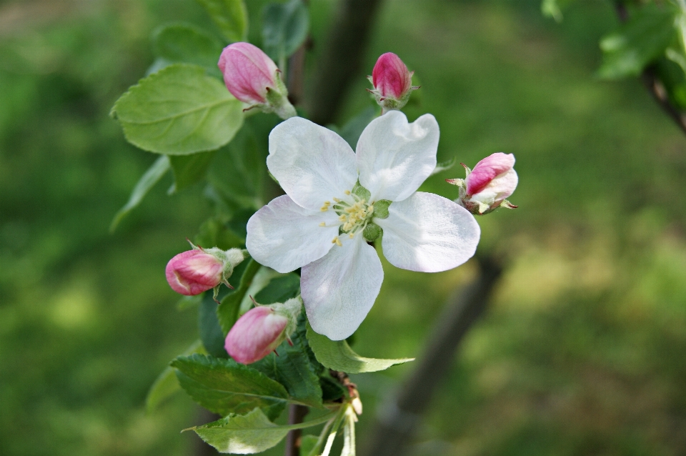 Apple 树 自然 开花