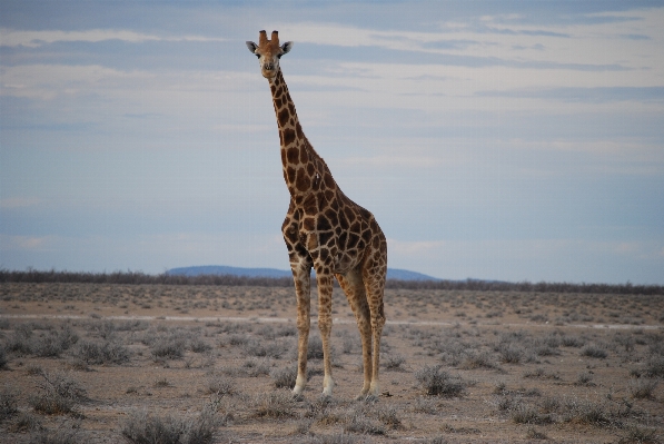 Prairie adventure wildlife mammal Photo