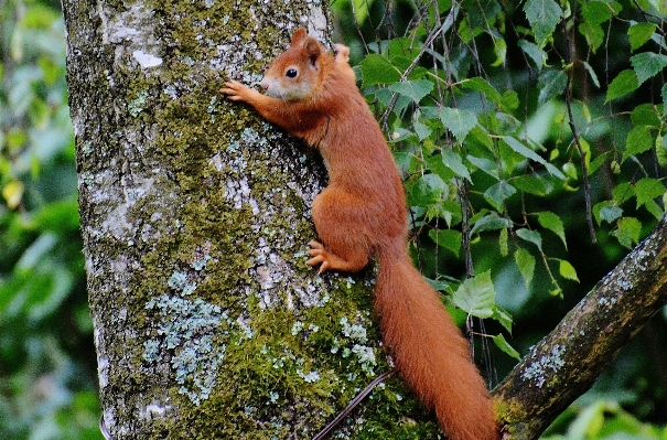 Tree nature forest branch Photo