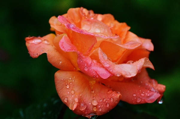 Nature blossom dew plant Photo