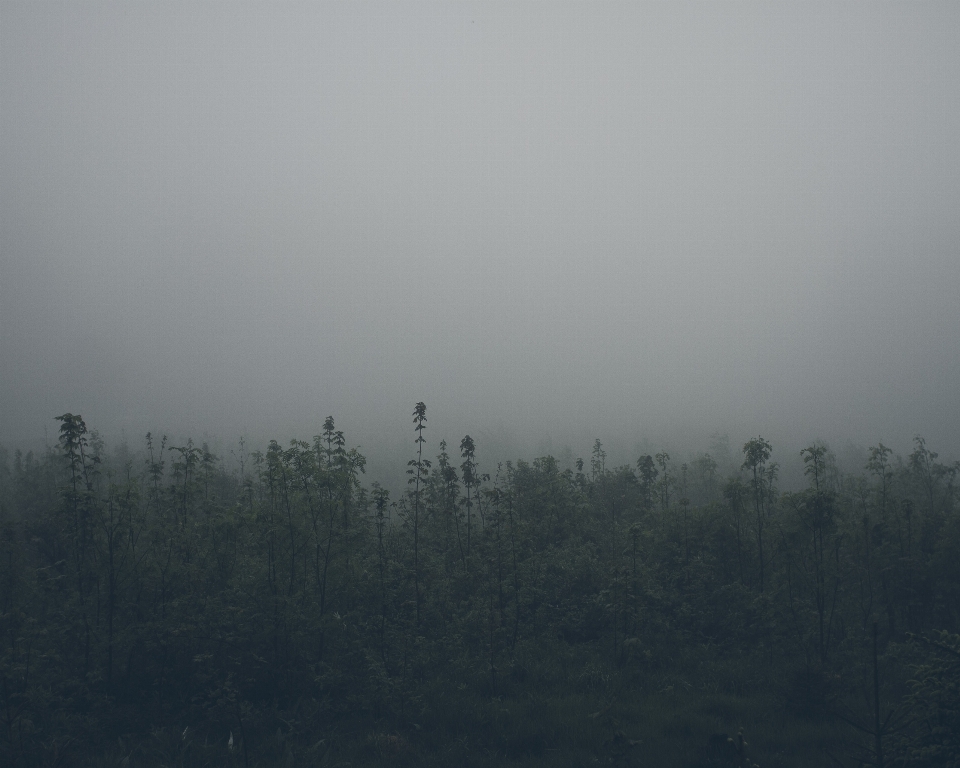 Natur wald horizont nebel