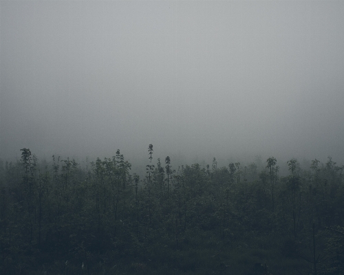 Nature forest horizon fog Photo