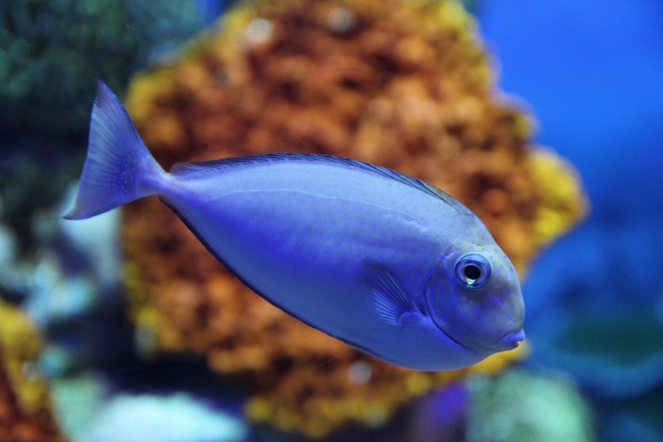 Laut bawah air biologi biru