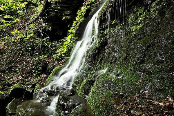 Photo Arbre eau nature forêt