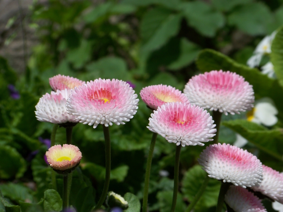 自然 植物 花 花瓣