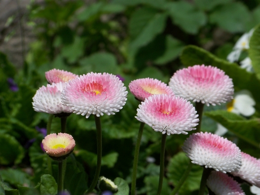 Nature plant flower petal Photo