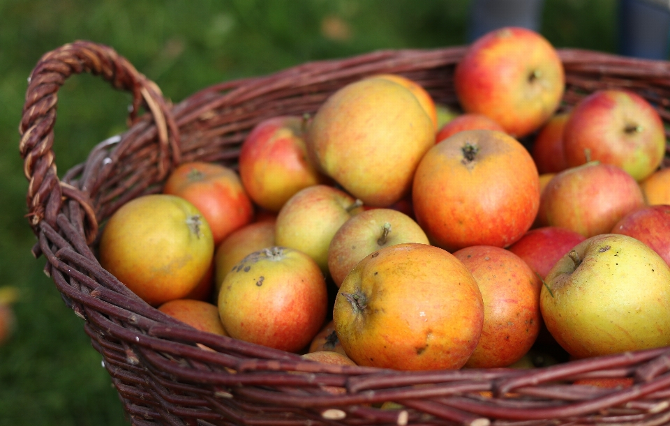 Apple plant fruit summer