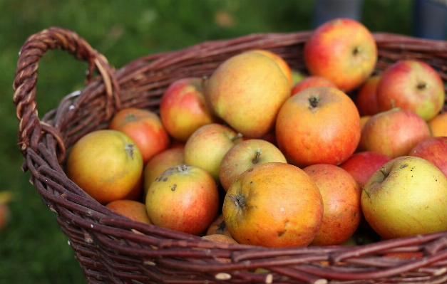 Foto Apple plantar fruta verão