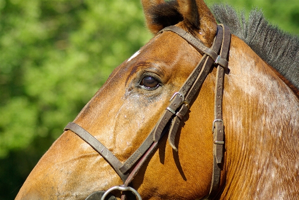 Horse rein stallion mane Photo