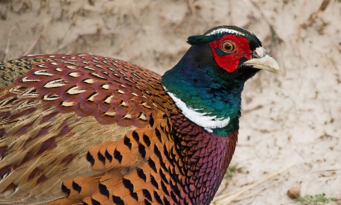 自然 鳥 動物 野生動物 写真