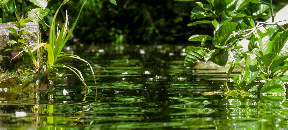 Albero acqua natura foresta