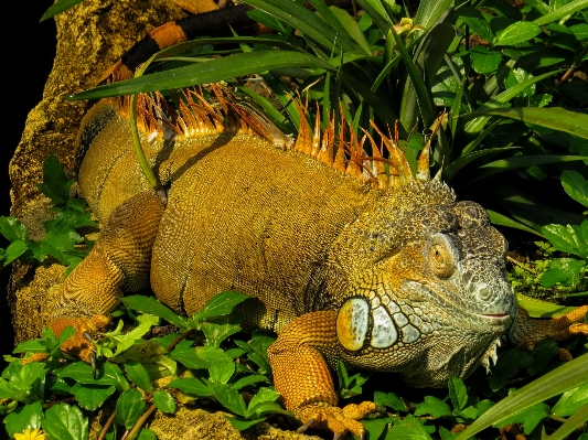 野生動物 密林 爬虫類 規模 写真