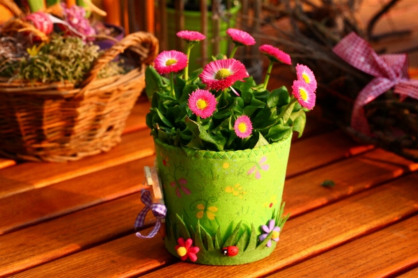 Nature plant flower decoration Photo