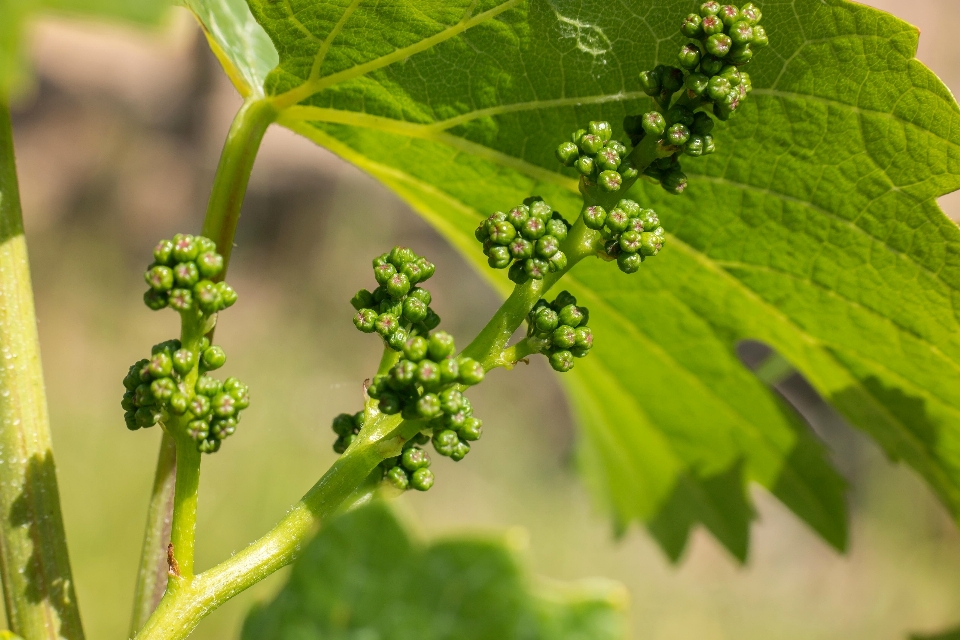 Baum anlage vine weinberge