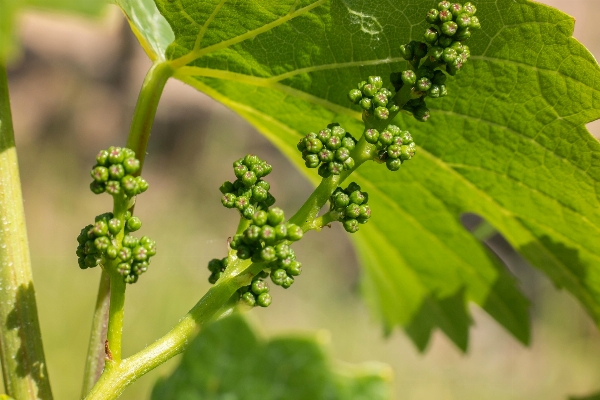 Tree plant vine vineyard Photo