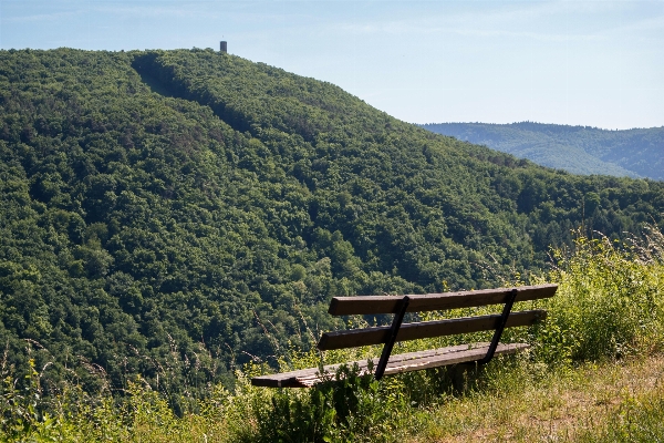 Tree nature forest wilderness Photo