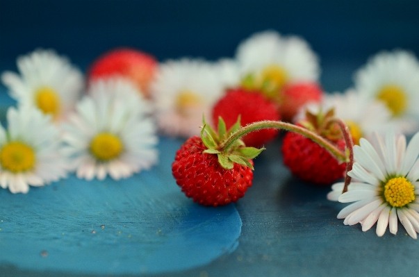 Plant fruit berry sweet Photo