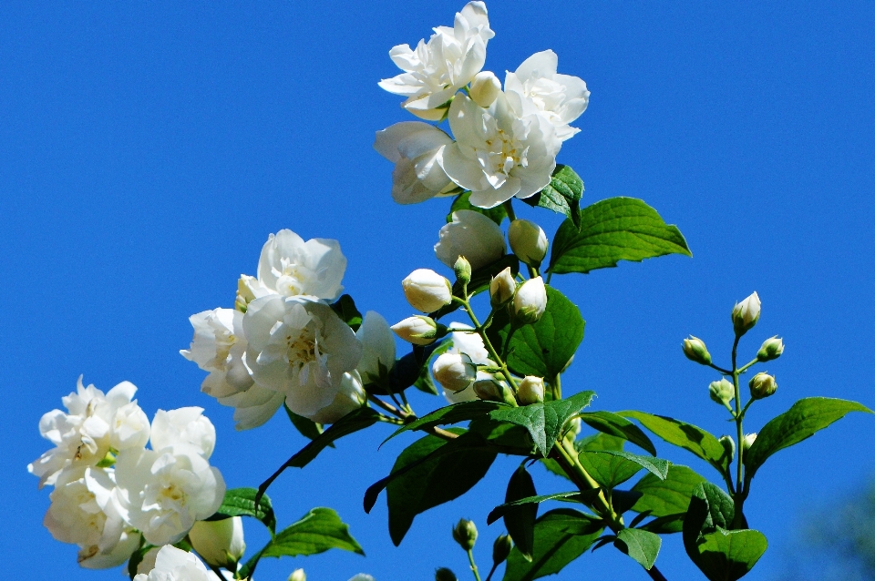 Baum natur zweig blüte