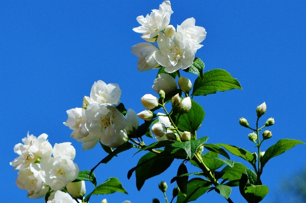 Tree nature branch blossom Photo