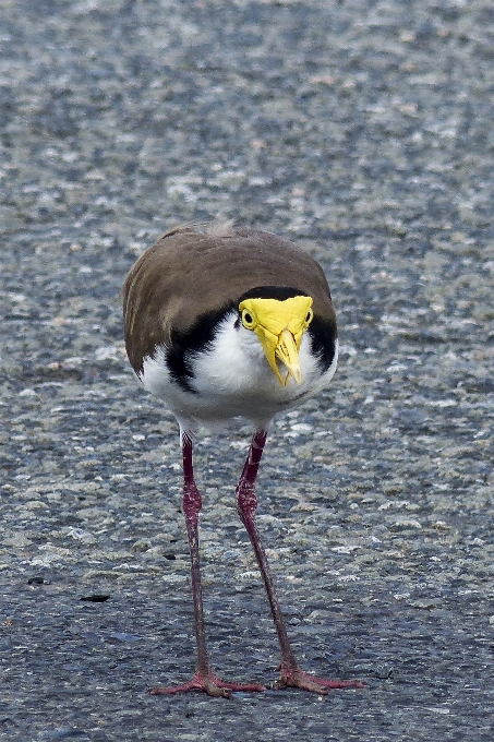 Natura trawa ptak biały