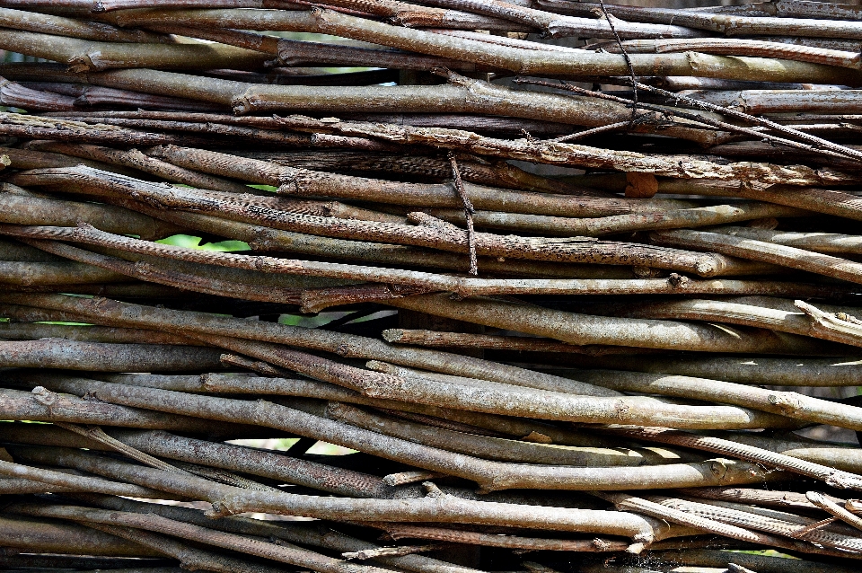 Tree nature branch fence