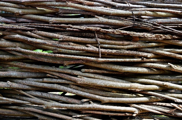 Tree nature branch fence Photo