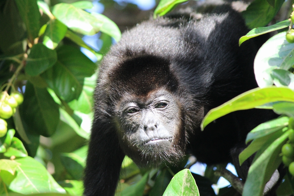 動物 男 野生動物 動物園