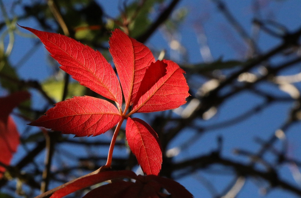 árbol naturaleza rama florecer