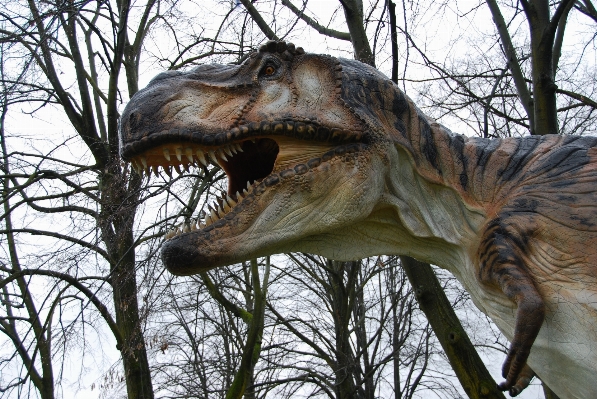 Fauna sculpture teeth dinosaur Photo