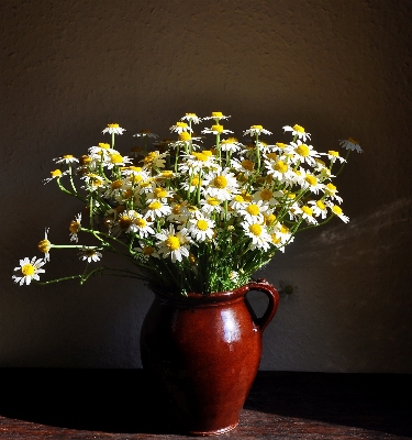 Nature plant white flower Photo