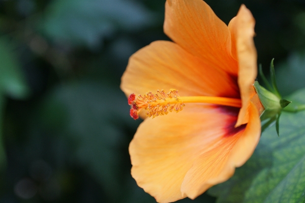 Nature blossom plant photography Photo