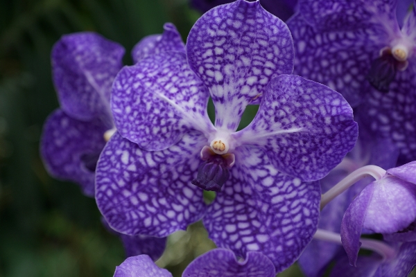 自然 花 植物 紫 写真