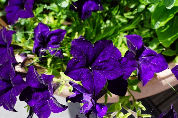 Plant flower purple petal Photo