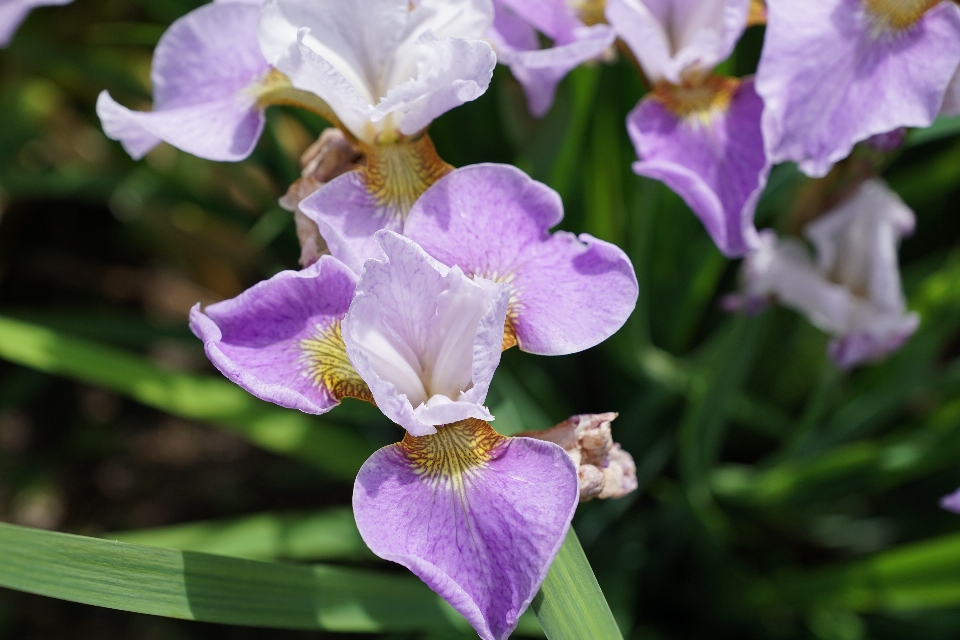 Natura fiore pianta viola