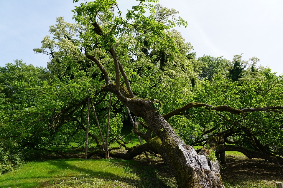 Drzewo natura las oddział