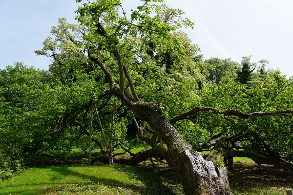 Tree nature forest branch Photo