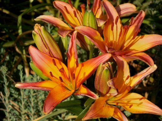 Nature blossom plant leaf Photo