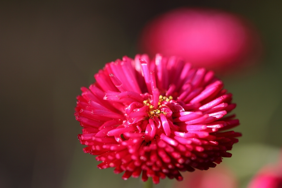 Natura pianta fotografia fiore