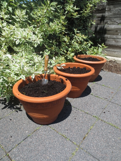 árbol planta flor verano