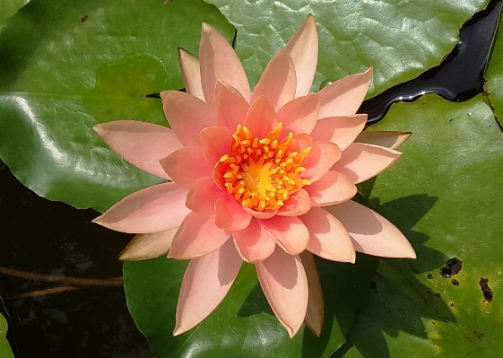 Water nature blossom plant Photo