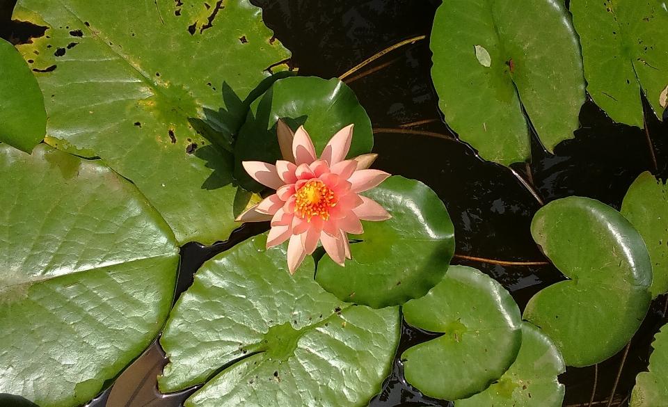 水 自然 开花 植物