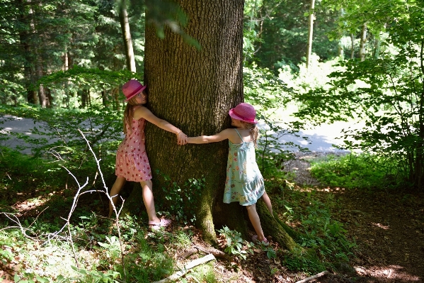 Foto Albero natura foresta fiore