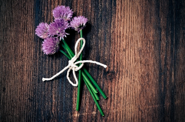 Branch blossom plant wood Photo