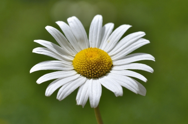 Nature blossom plant white Photo