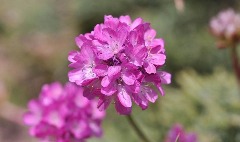 Blossom plant flower petal