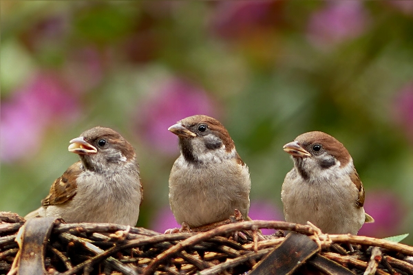 Bird wildlife young beak Photo