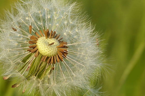 自然 草 植物 写真撮影 写真