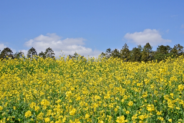 Natur anlage himmel feld Foto