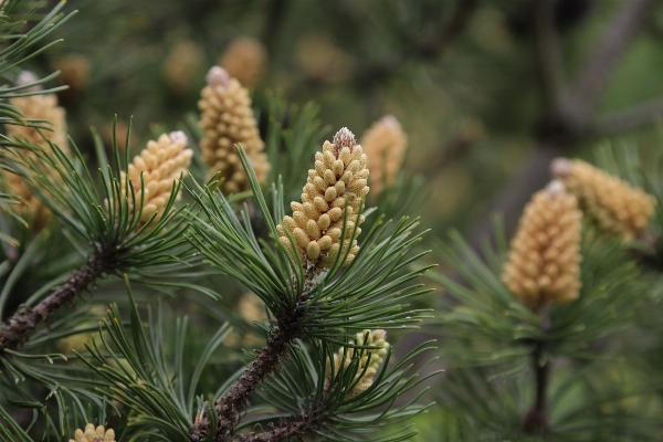 Tree branch blossom plant Photo